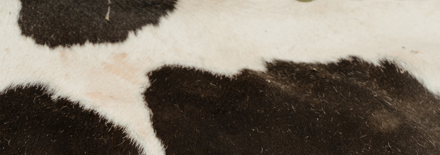 Cow print image