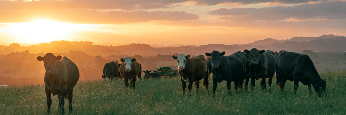 Photo of cows standing in grass in front of a sunset